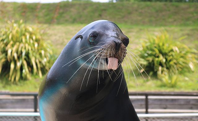 Sea lion sticking out his tongue